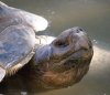 Galapagos  Tortoise 2.jpg