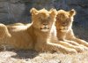 Lion Cubs.jpg