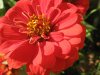 zinnia03.jpg