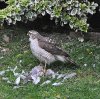 20120419 Sparrow Hawk kills Collared Dove.jpg