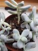 Pachyphytum.jpg