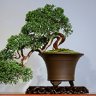 STL Bonsai Association