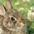 Gardenrabbit